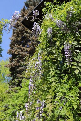 Wisteria floribunda 'Violacea Plena' - vistárie květnatá - květy